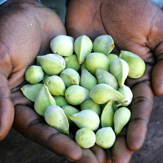 Blog Post: The Goodness of the Kakadu Plum